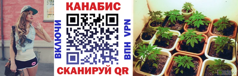 купить цена сайты даркнета официальный сайт Шишки марихуана Amnesia Воронеж